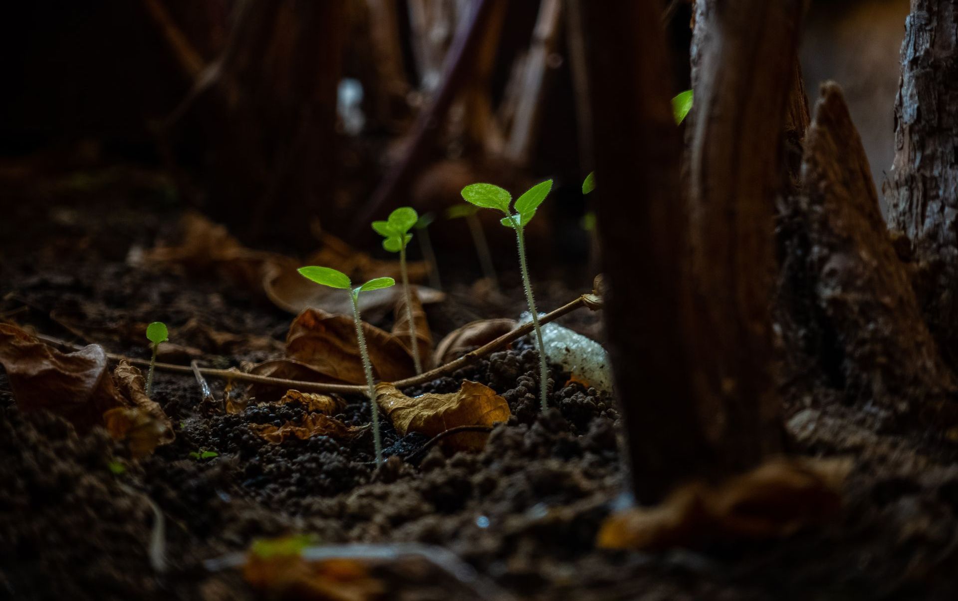 seedlings