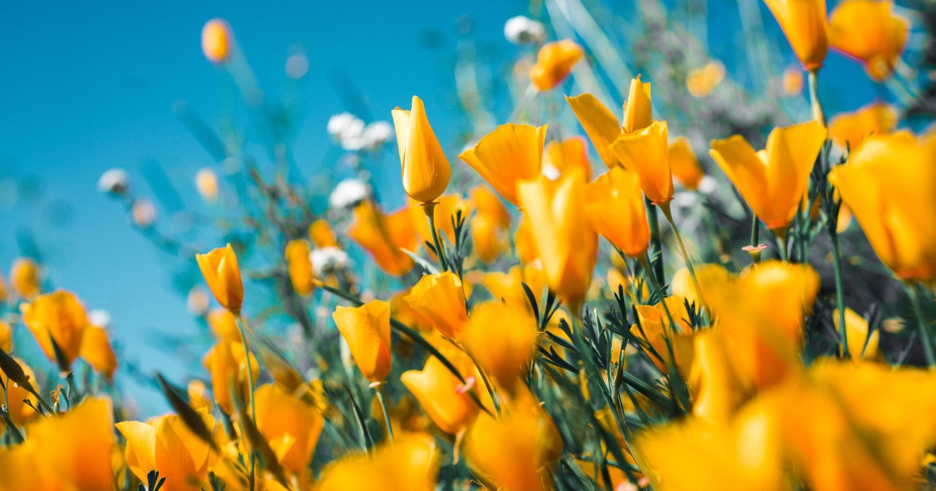 field of flowers