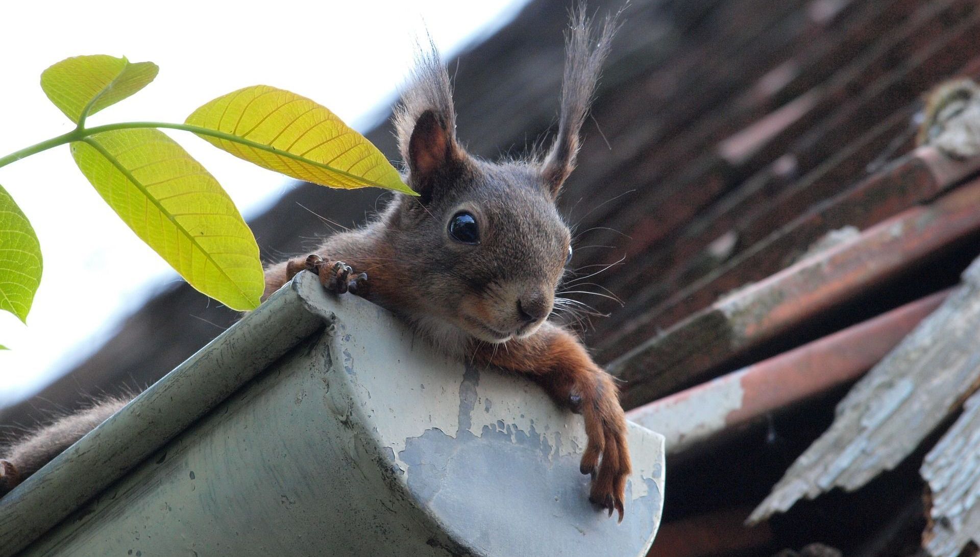 squirrel in gutter