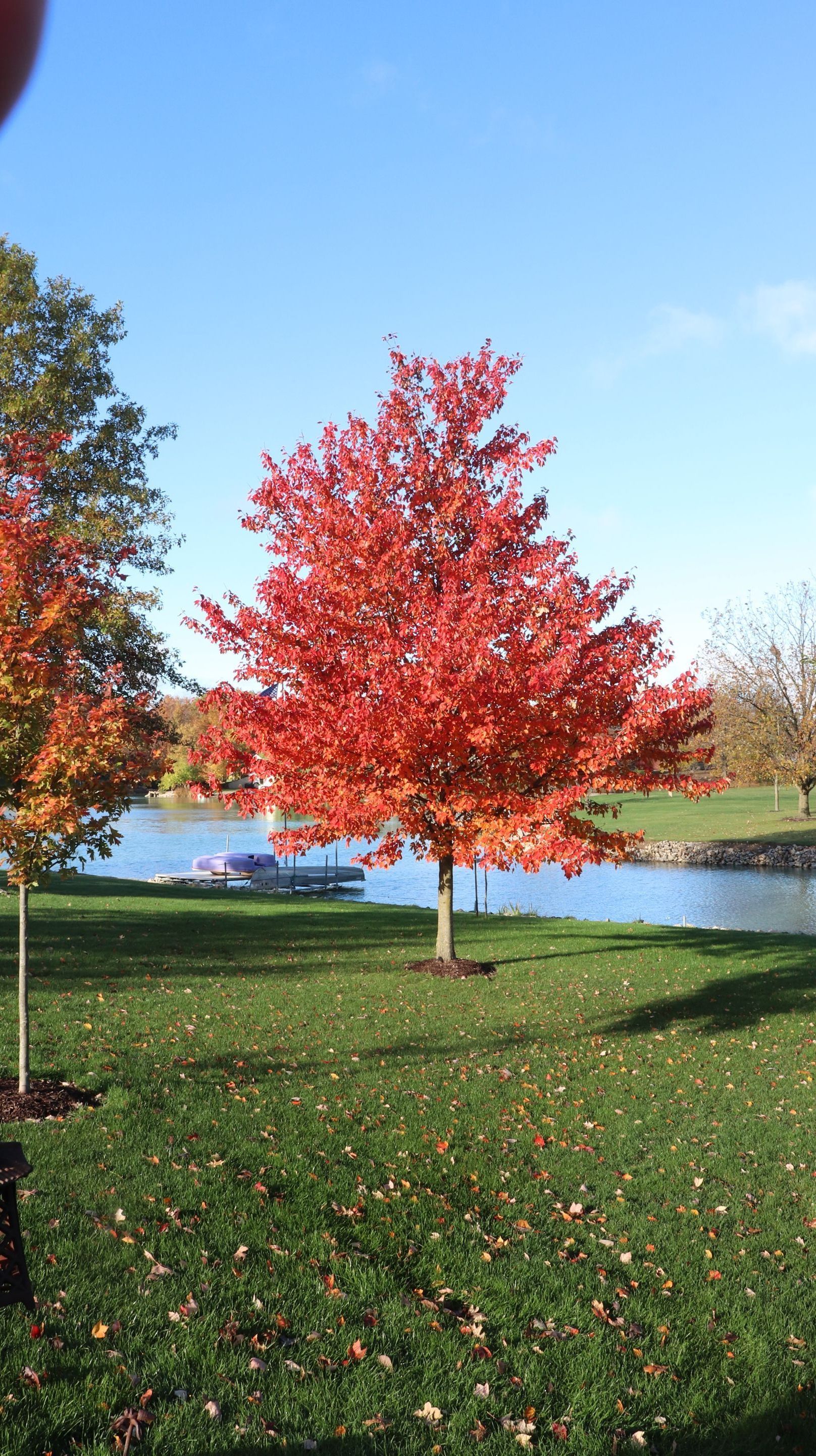 maple tree