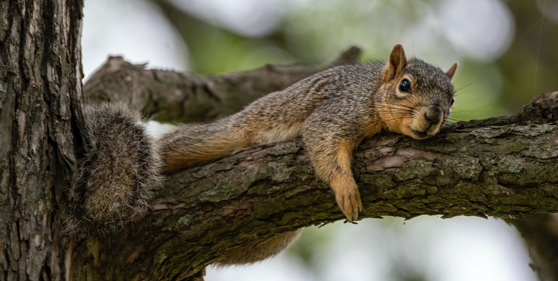 squirrel on a branch