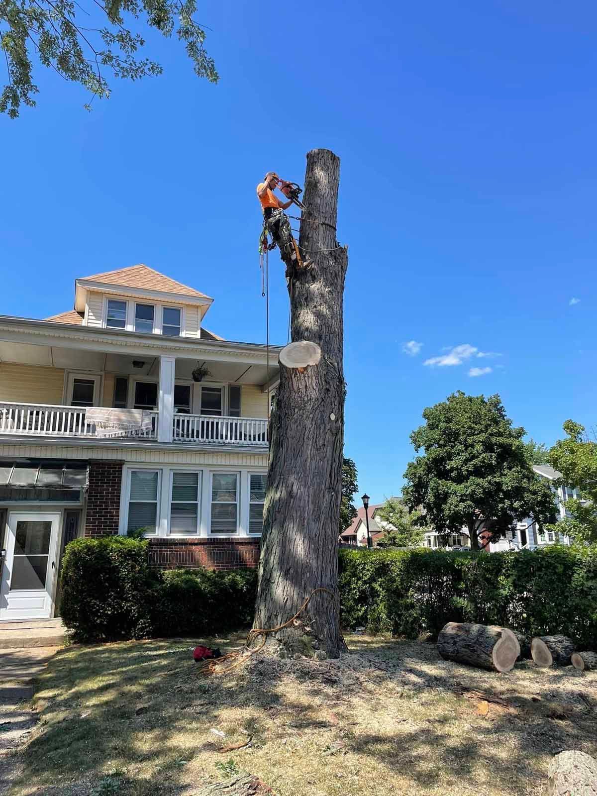 A man is climbing a tree in front of a house.