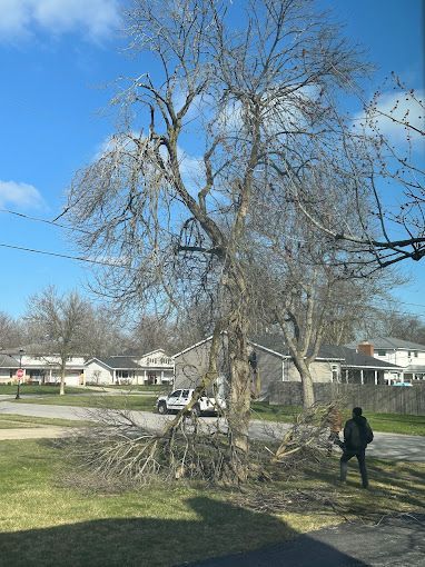 A man is standing in front of a tree that has been cut down.