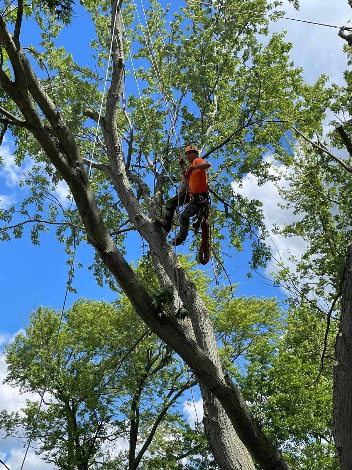 A man is climbing a tree with a chainsaw.