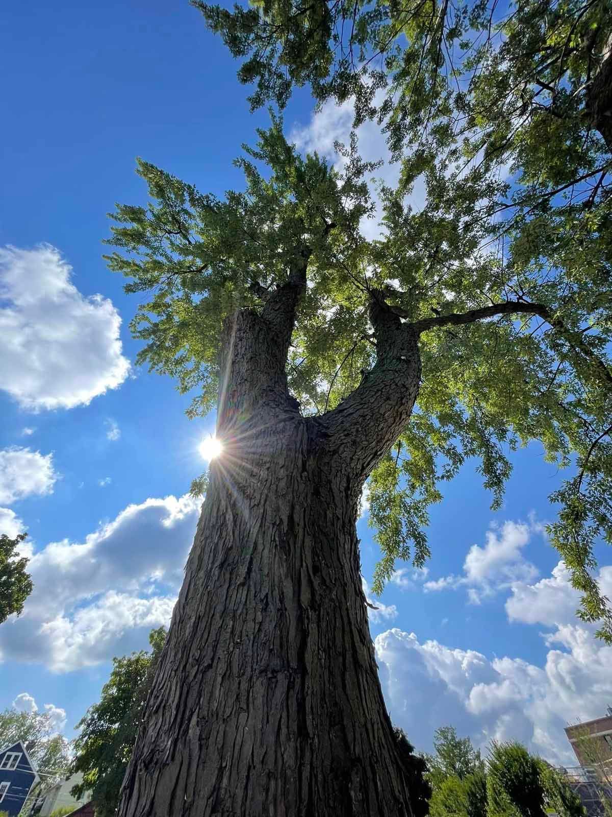 The sun is shining through the branches of a tree
