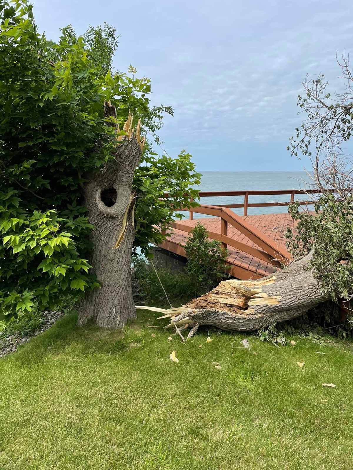 A tree that has fallen in a yard with a view of the ocean.