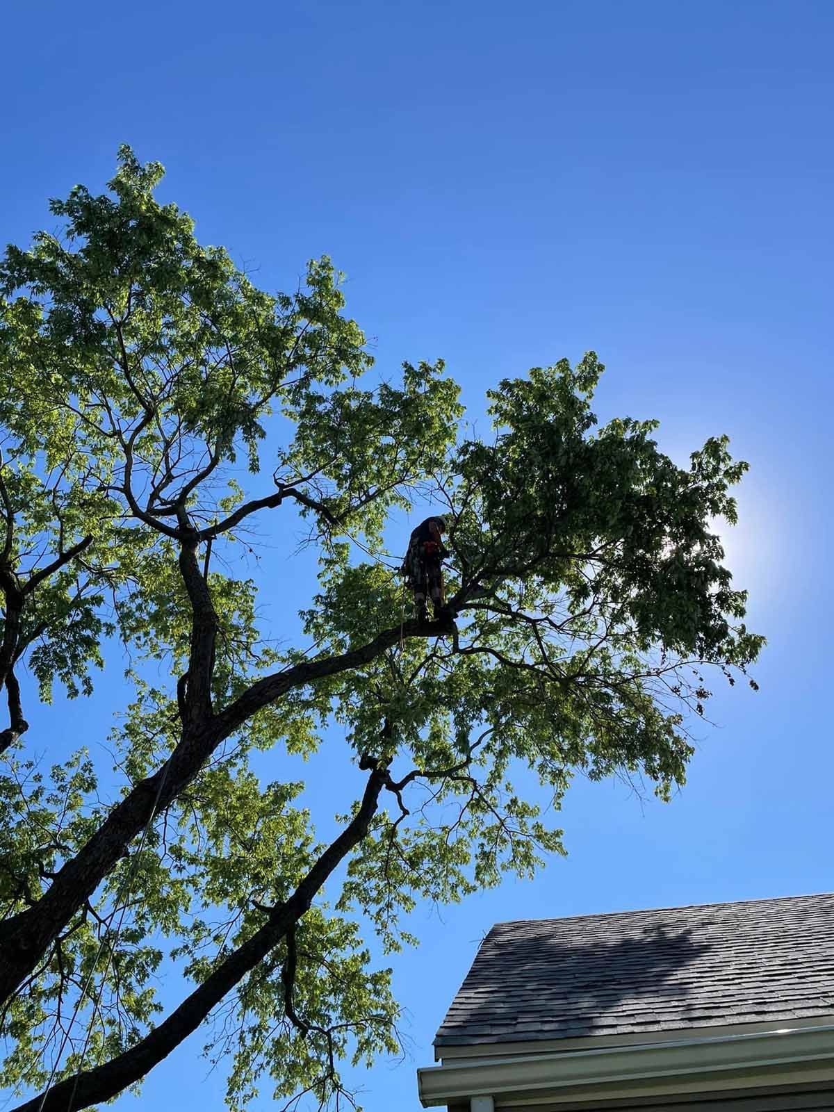 A person is climbing a tree in front of a house