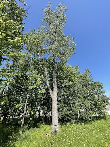 A large tree is standing in the middle of a grassy field.