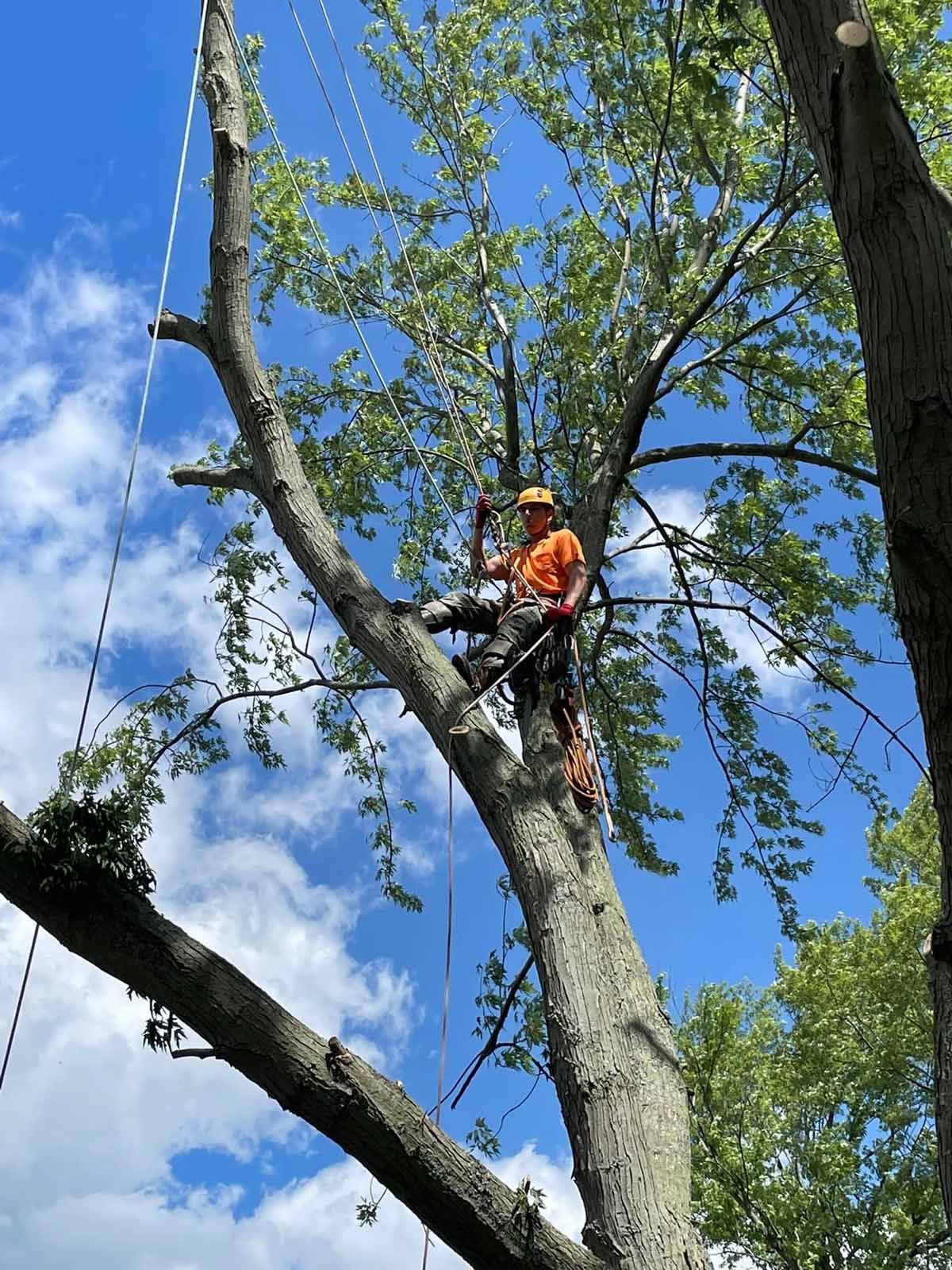 A man is cutting a tree with a chainsaw.