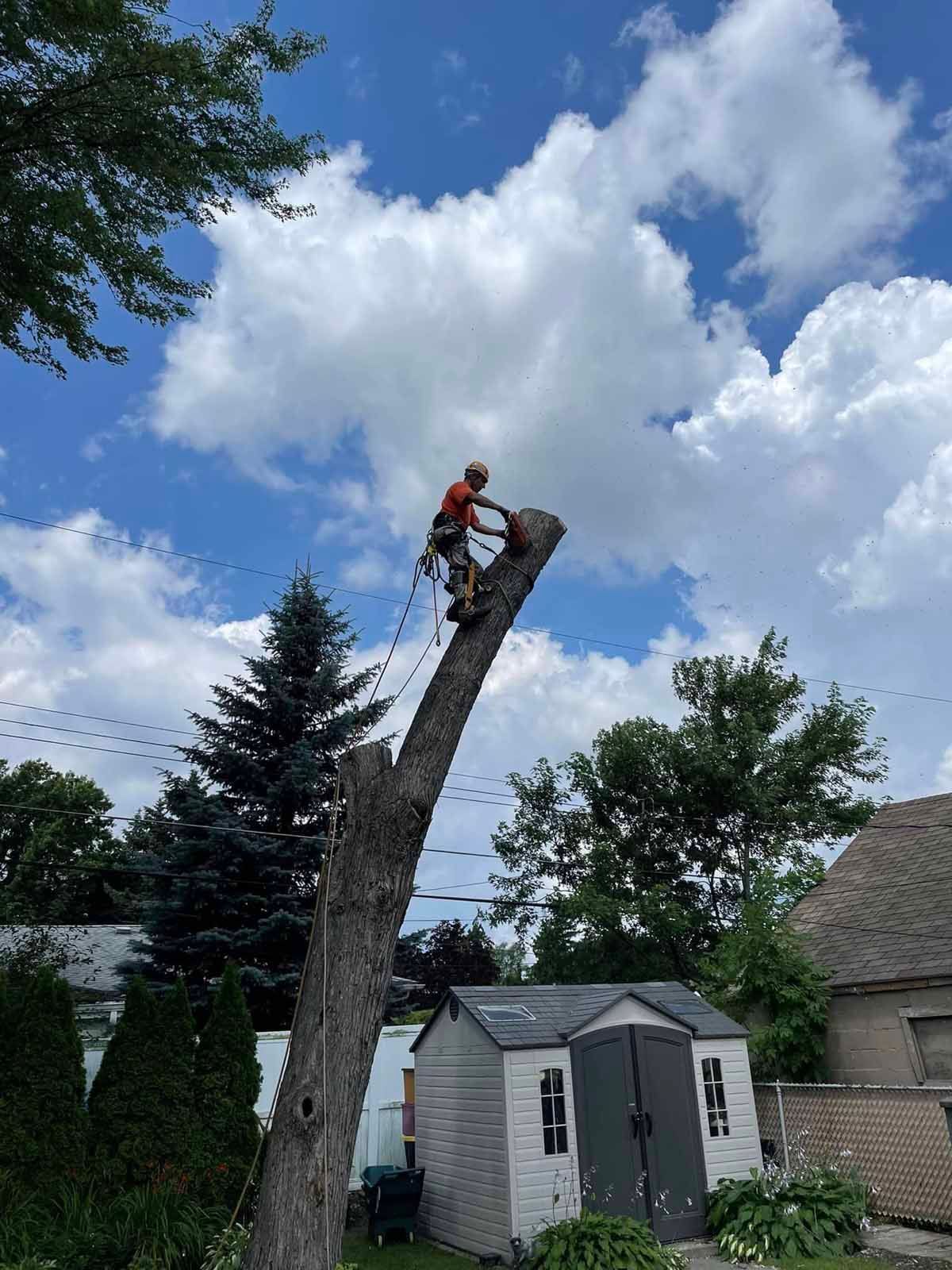 A man is climbing up the side of a tree.