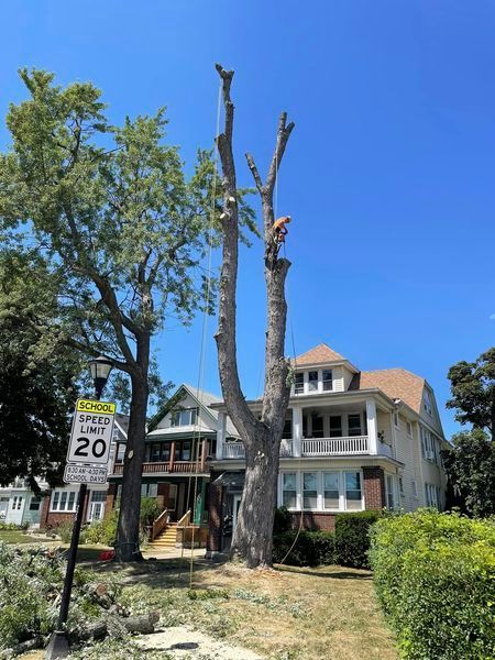 A man is climbing a tree in front of a house.
