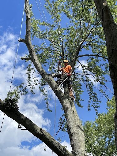 A man is climbing a tree with a chainsaw.