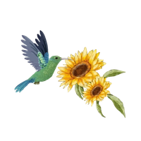 Colibrí verde volando junto a dos girasoles amarillos sobre un fondo blanco.