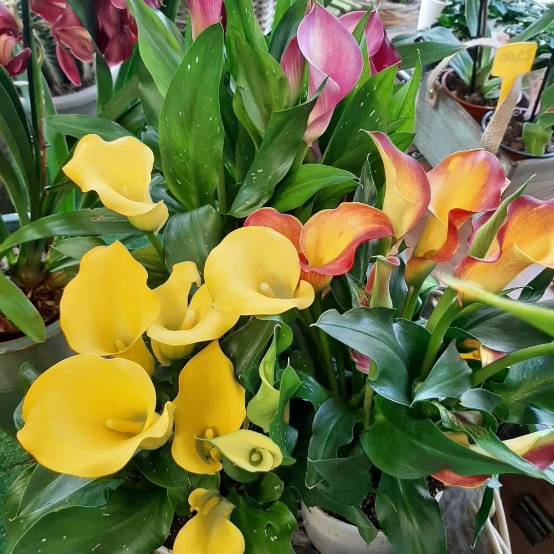 composizione floreale 1