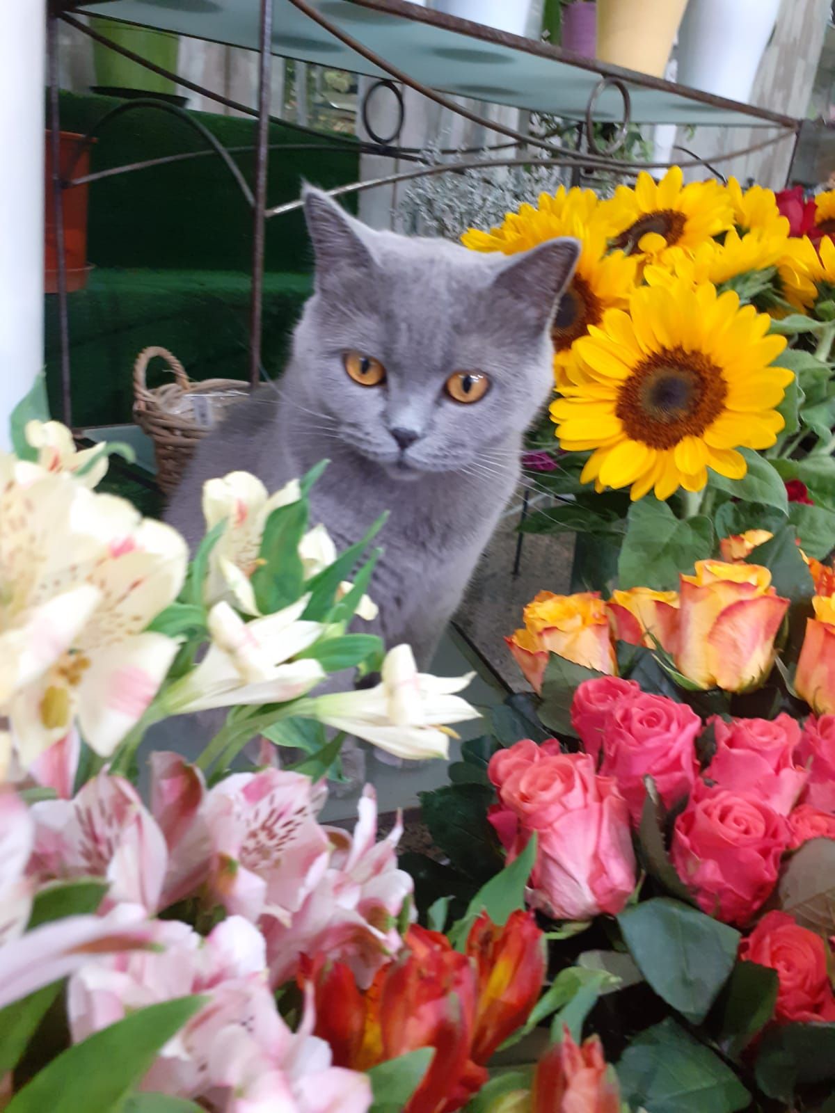 composizioni floreali