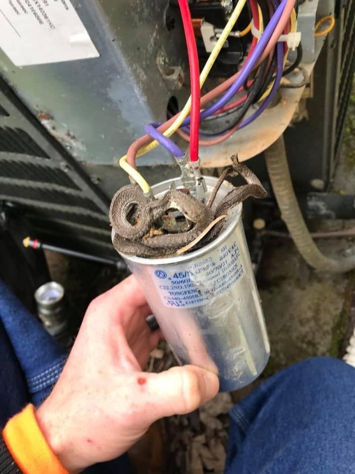 A person is holding a capacitor with a snake in it.