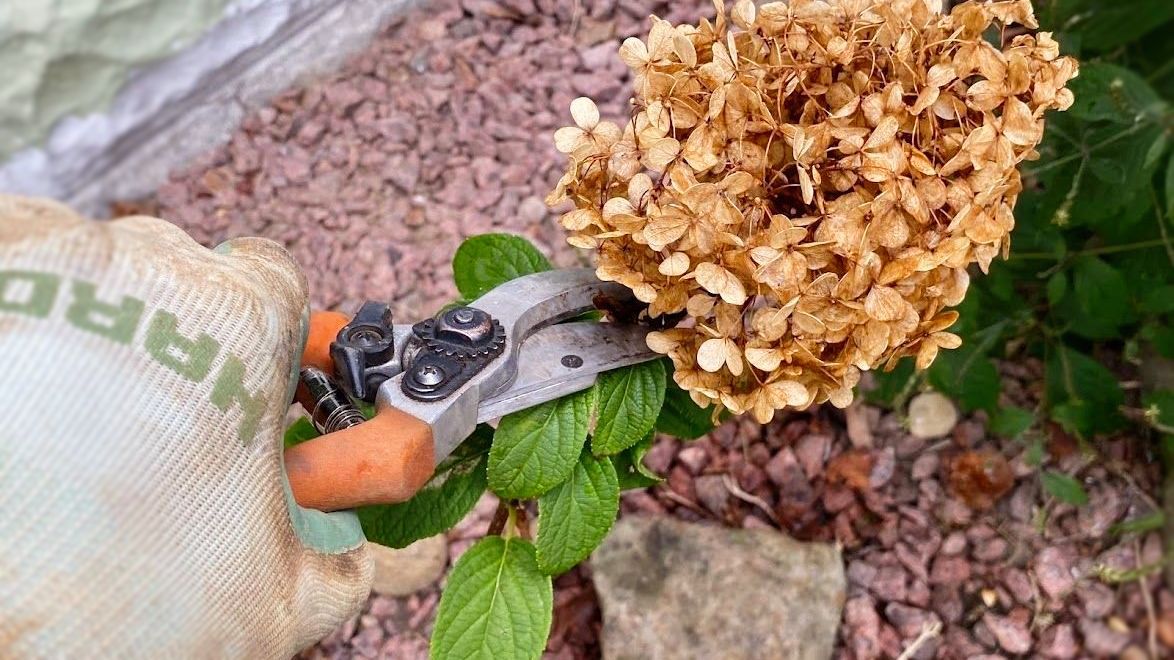 A person is cutting a flower with a pair of scissors.