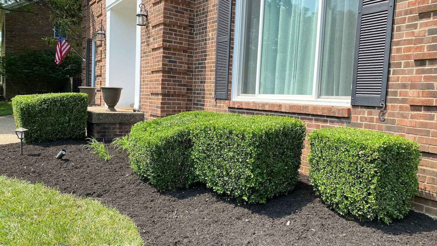 Three neatly trimmed green shrubs in front of a brick house with dark shutters. Freshly mulched flower bed.