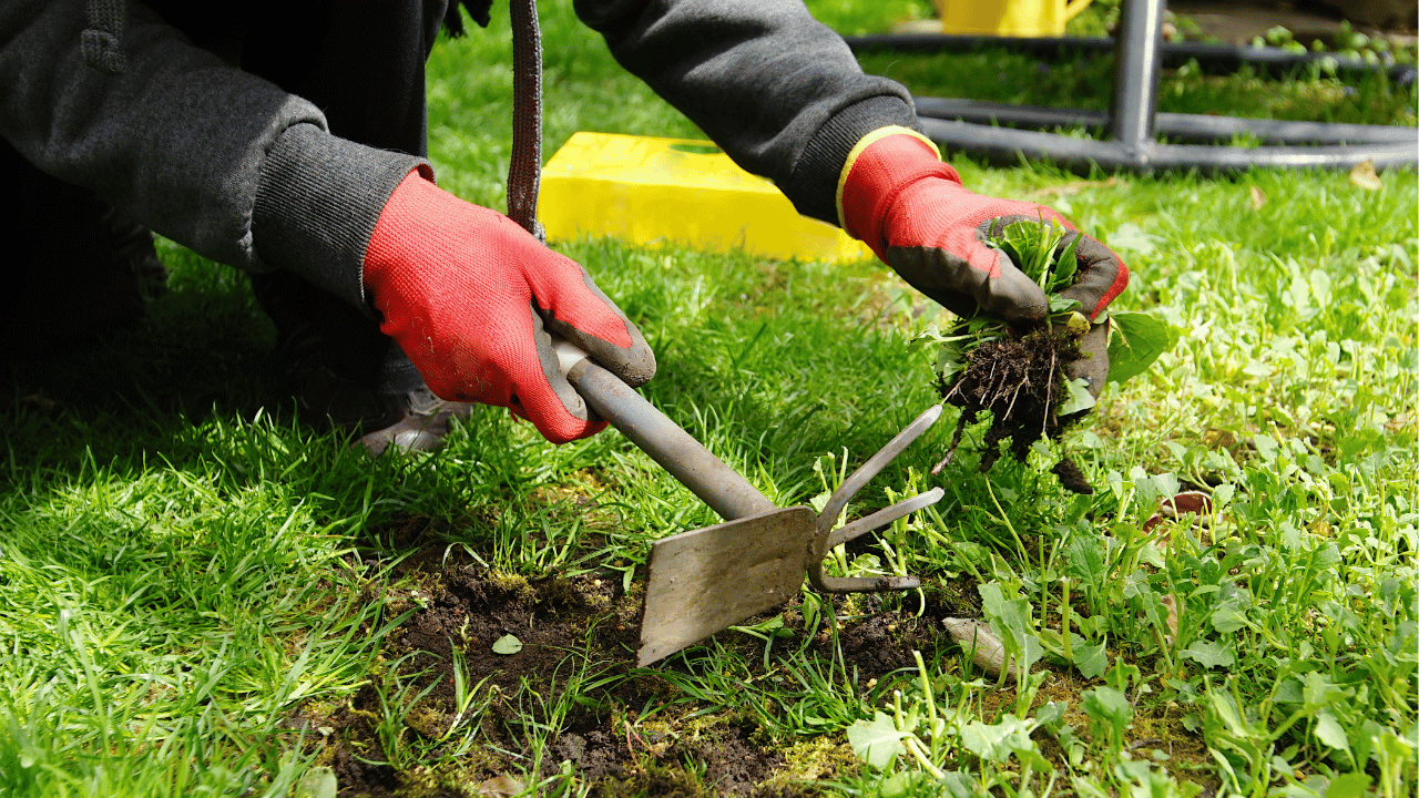 A person wearing red gloves is using a shovel to remove weeds from a lawn.