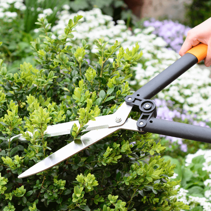 Person using hedge shears to trim a green bush in a garden.