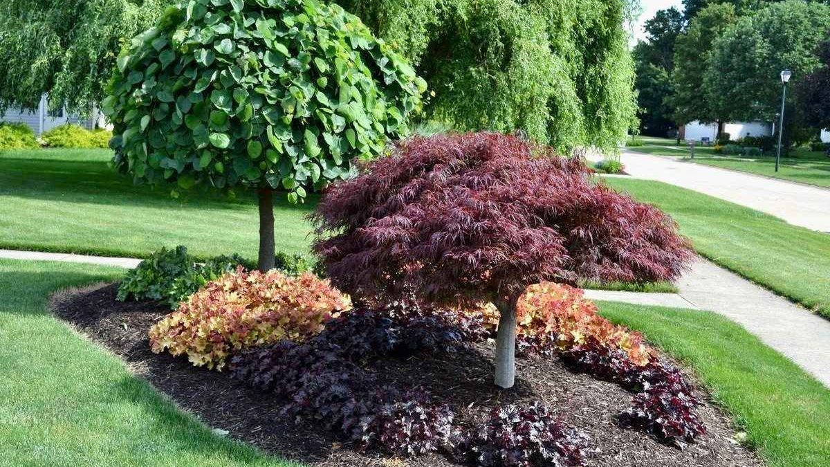 A lush green lawn with trees and bushes in a garden.