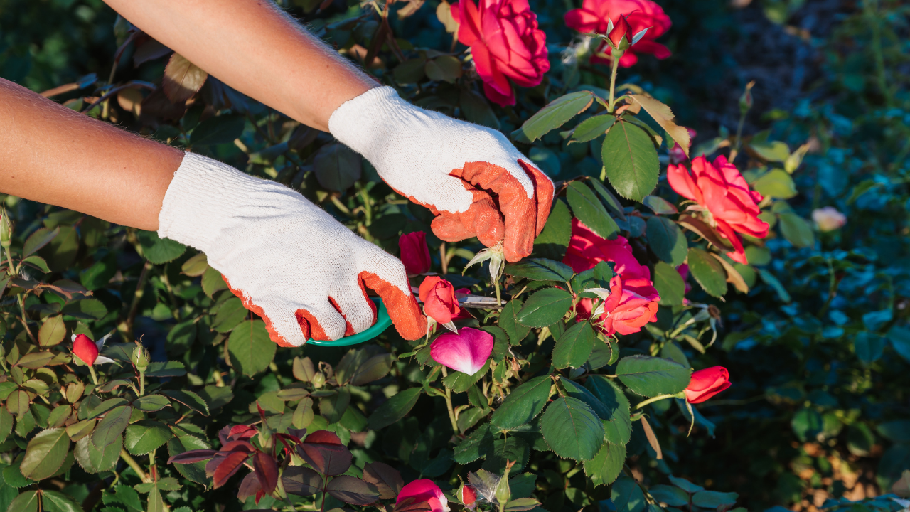 A person is cutting roses with scissors in a garden.