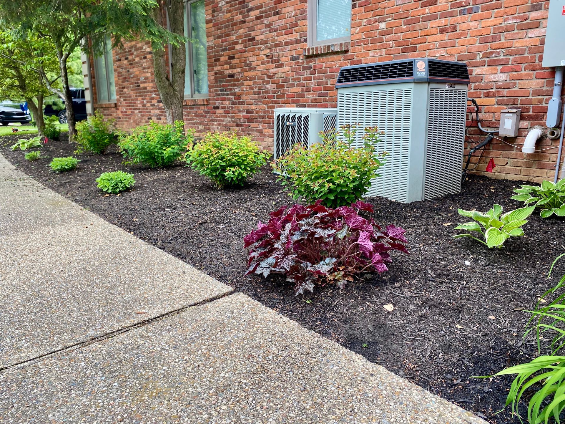Mulched flower bed with green and purple plants next to a brick building and a concrete sidewalk.