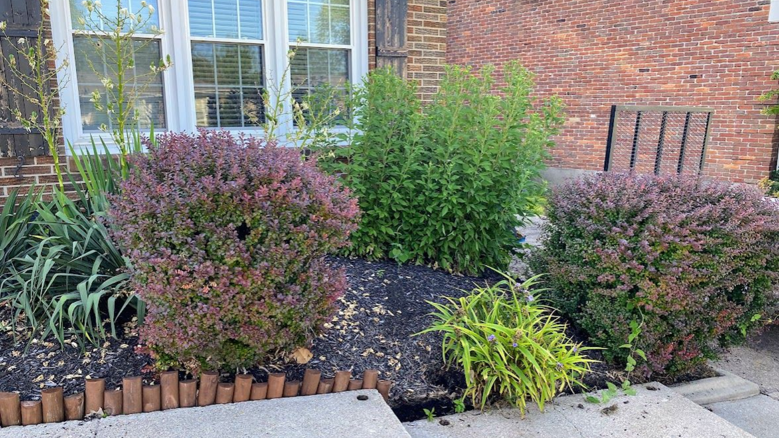 Lush green lawn next to a brick wall with various shrubs and trees. A decorative black fence is also visible.