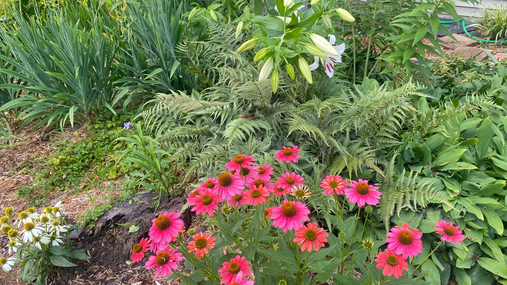 Best Summer Flowers for Instant Color in Your Landscape