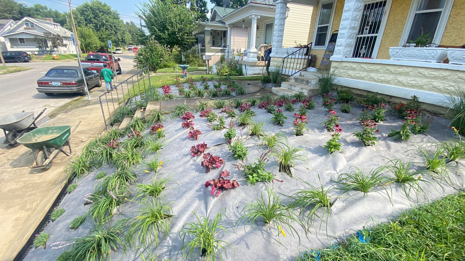Front yard garden with plants, person, wheelbarrow, and houses on a sunny street.