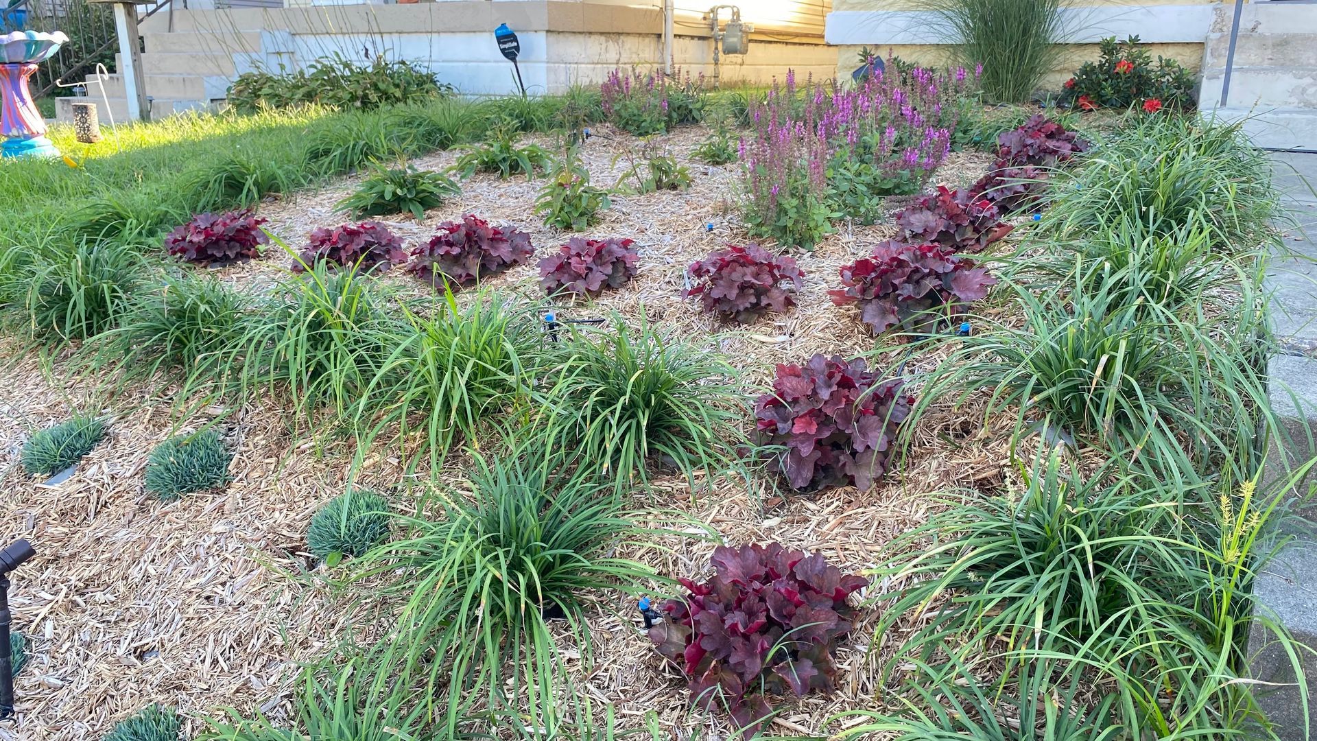 Garden bed with reddish-purple and green plants, mulched with light-colored wood chips.