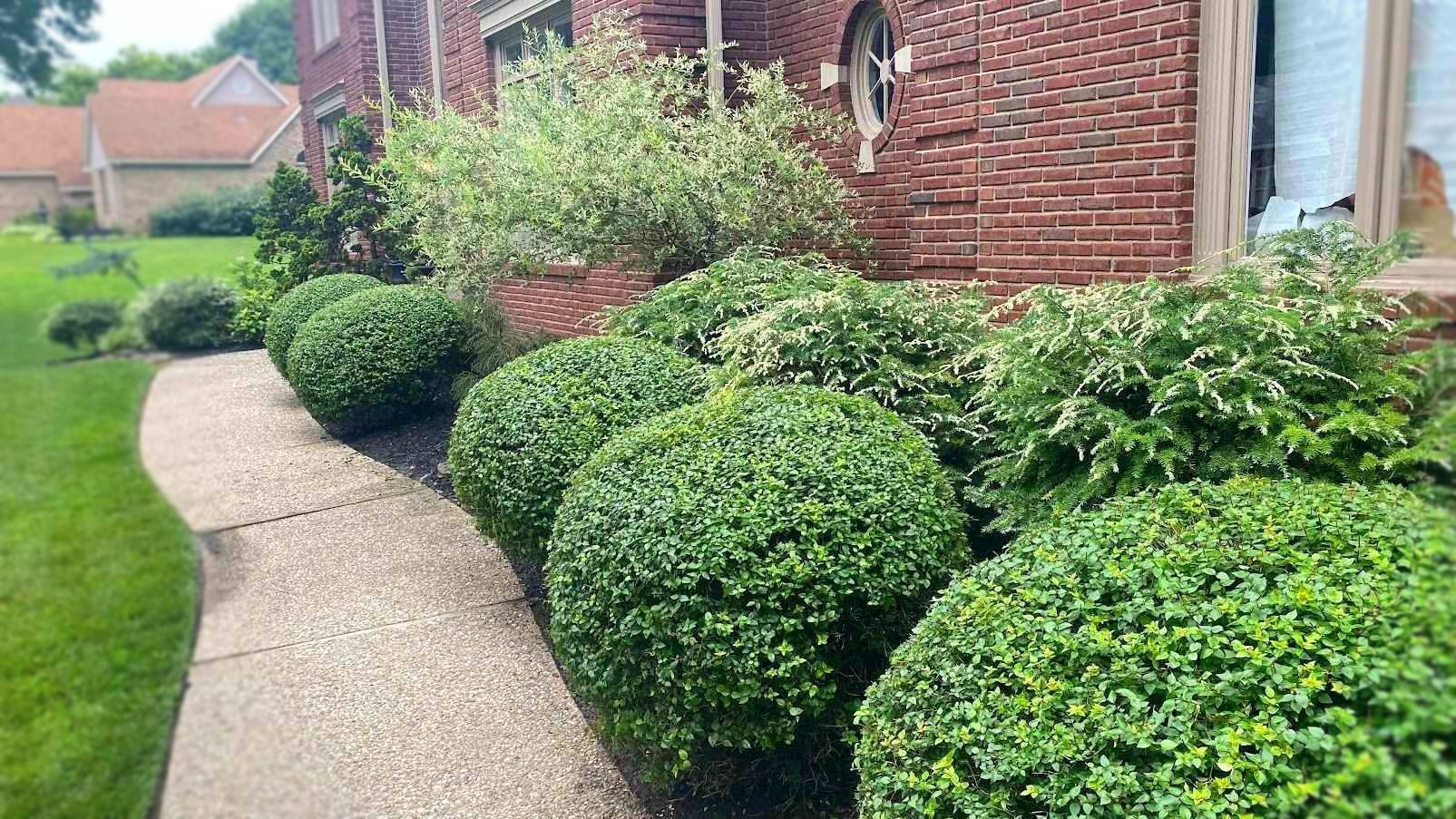 A paved pathway leads through a landscaped front yard with rounded green shrubs and a red brick house.