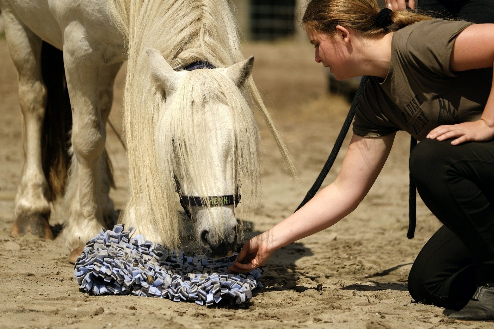 Hersenwerk voor Paarden | Puur Paardners