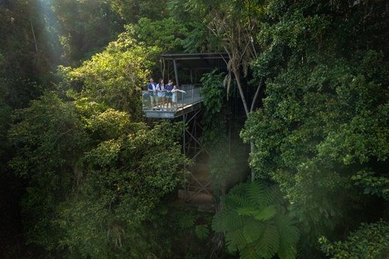 People on a viewing platform in a lush green forest, arms raised, light shining.