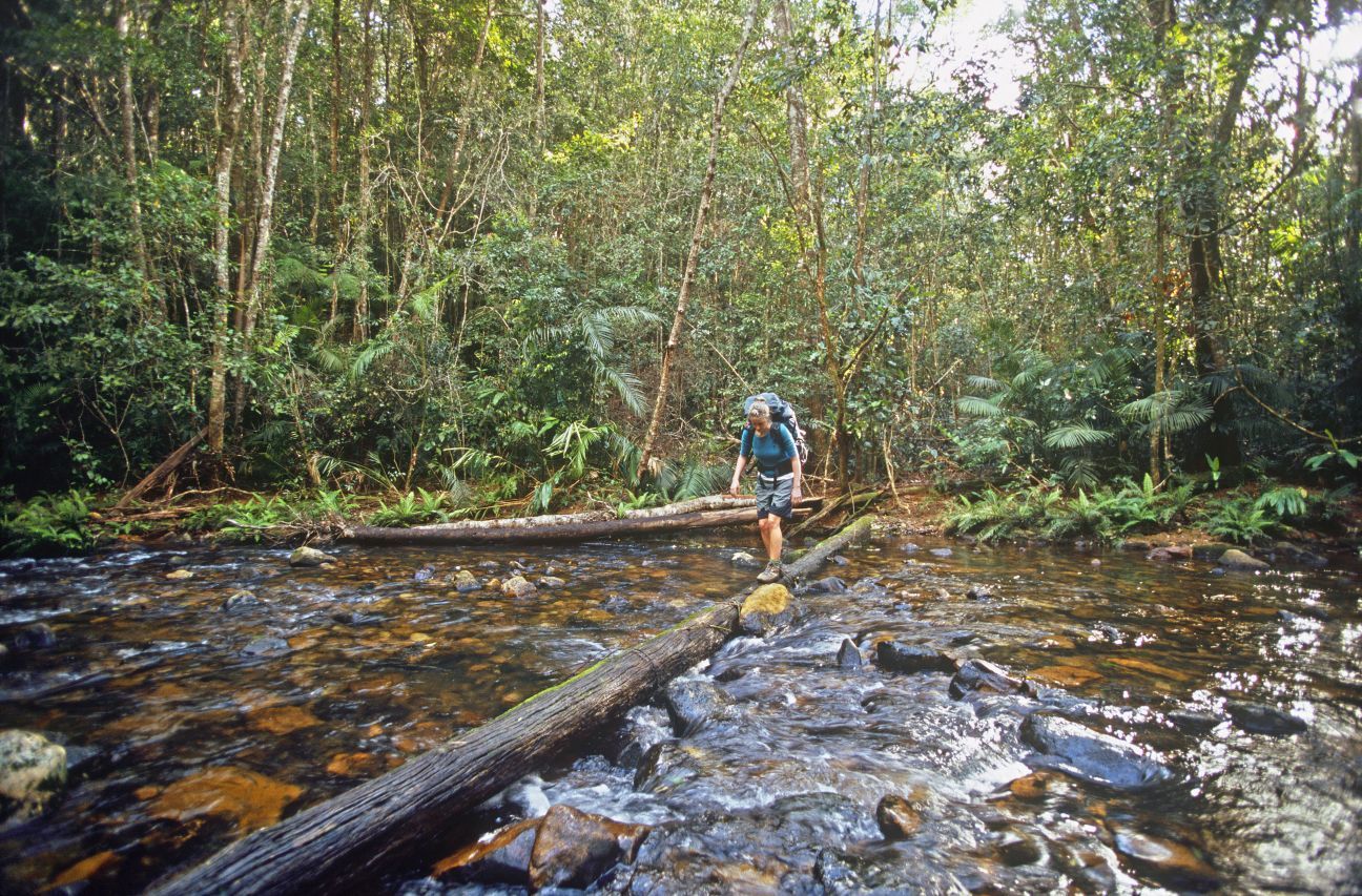 Hiker crossing a shallow stream on fallen logs in a lush green forest.