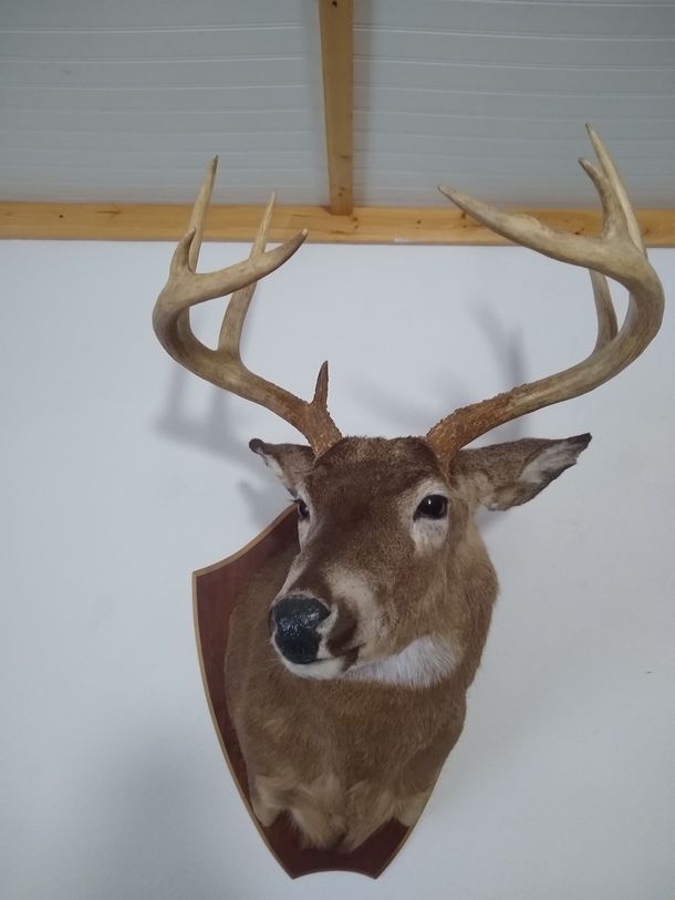 buck deer mount