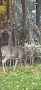 deer hunting expedition