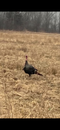 wild turkey hunting trips