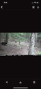 black bears in the woods