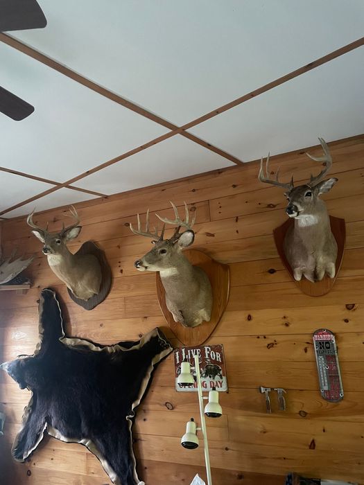hunting wall with deer mounts and bear skin