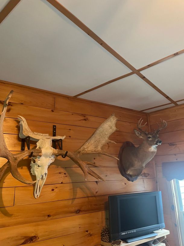 deer and moose antlers