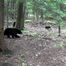 black bears in the woods