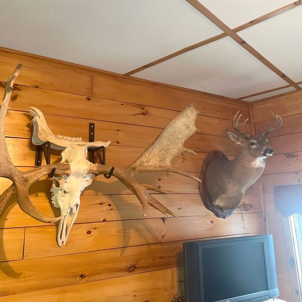 deer and moose antlers