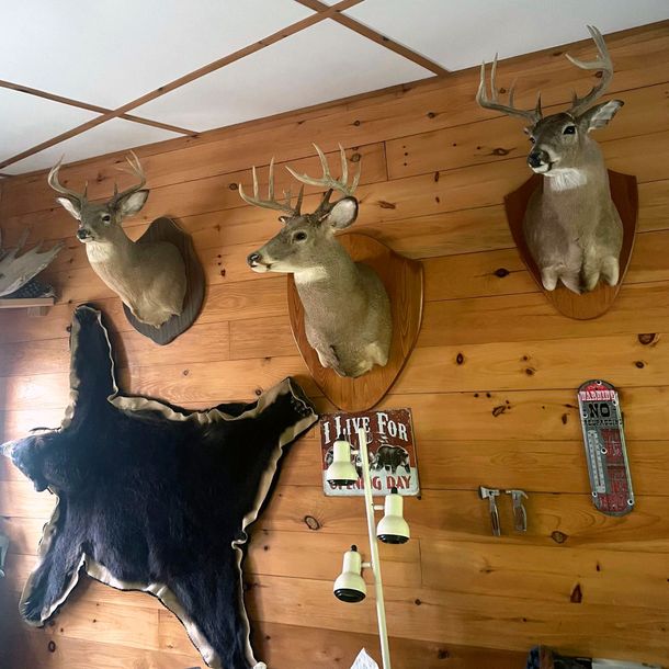 hunting wall with deer mounts and bear skin