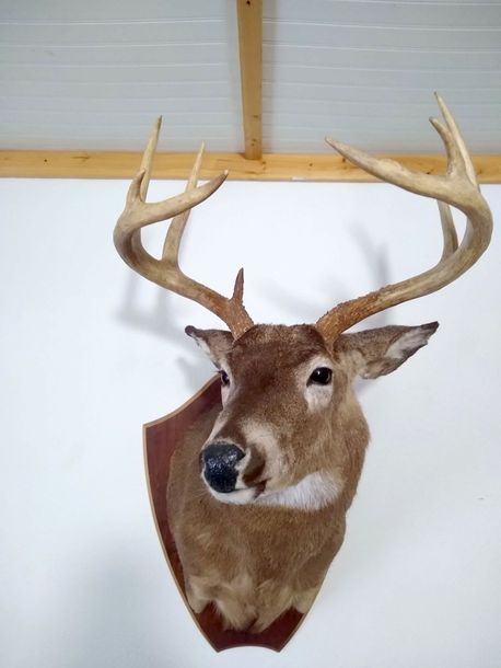 buck deer mount