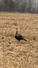 wild turkey hunting trips