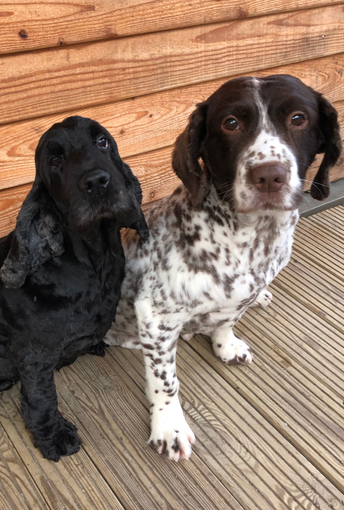 springer and cocker spaniels