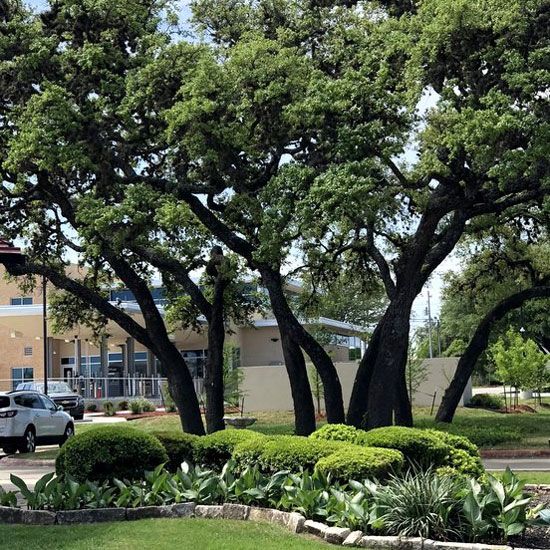 Healthy Trees — San Marcos, TX — Diamondback Landscaping & Lawn Care, Inc.