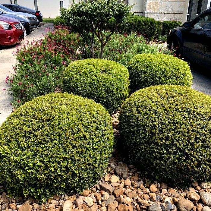 Trimmed Bushes — San Marcos, TX — Diamondback Landscaping & Lawn Care, Inc.