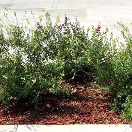 Plants — San Marcos, TX — Diamondback Landscaping & Lawn Care, Inc.